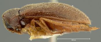Media type: image;   Entomology 2333 Aspect: habitus lateral view